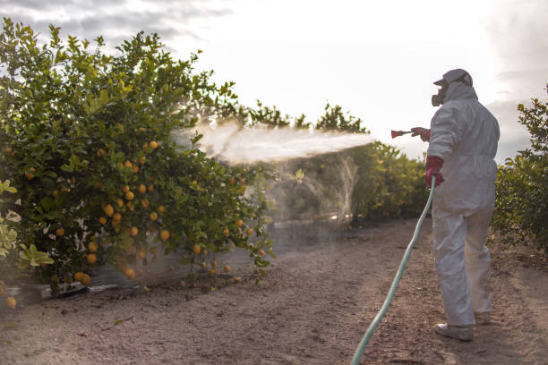 Best Best Pest Control Companies  in Volcano Golf Course, HI